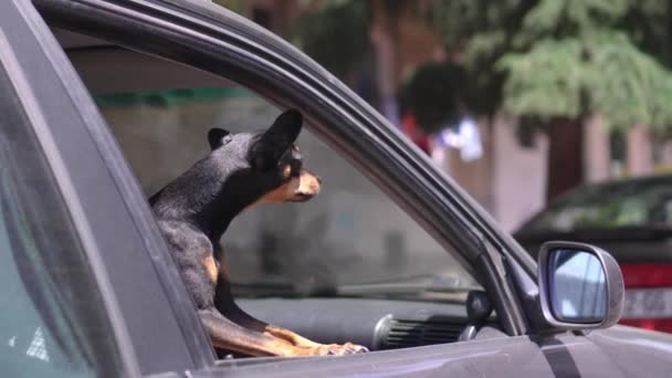 狗把嘴伸出车窗 玩具小狗从车窗往外看 动物的概念之旅 不要把动物留在密闭的车里 这很危险 它可能会被热闷死 空气新鲜 — 图库视频影像