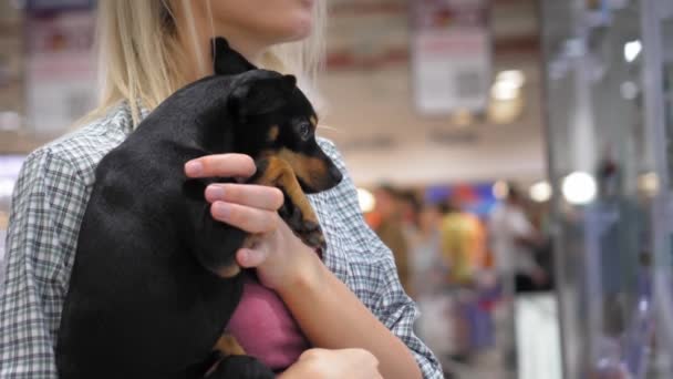 Giovane Bella Donna Bionda Con Suo Piccolo Cane Giocattolo Terrier — Video Stock