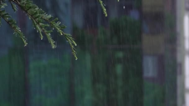 Крупный План Еловой Ветки Дождливую Погоду Вид Квартиры Дома Улицу — стоковое видео