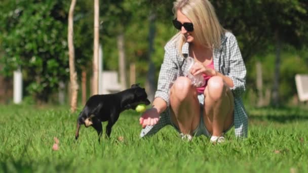 Junge Kaukasische Besitzerin Spielt Mit Ihrem Hund Toy Terrier Beim — Stockvideo