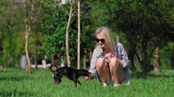 Szőke Lány Játszik Játék Terrier Kutya Parkban Dobja Labdát Kutya — Stock videók