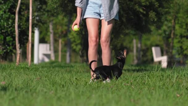 金发女孩和她的玩具宠物狗在公园玩耍 她把球和狗扔向摄像机 然后他把球带回来 狗和人之间的友谊 爱和柔情 无子女 — 图库视频影像