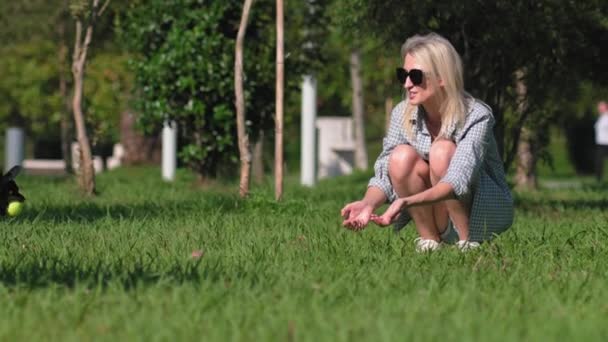 Blondýnka Hraje Svým Psem Teriérem Parku Hodí Míč Pes Běží — Stock video