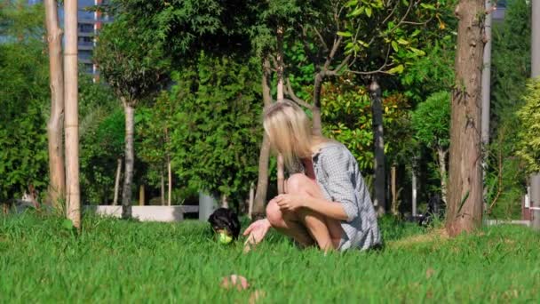 在公园举行的户外运动训练中 年轻的高加索女人和她的宠物狗玩具狗玩耍 狗追着球跑 然后把它带回来 他们很快乐 作为回报 她给了他美味的食物 — 图库视频影像