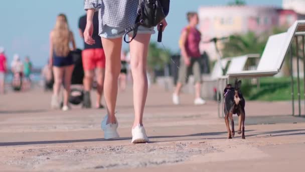 年轻纤细的长腿美女带着她的小宠物狗在公园的路上行走 她带着他在阳光明媚的白天后视镜 无子女 — 图库视频影像