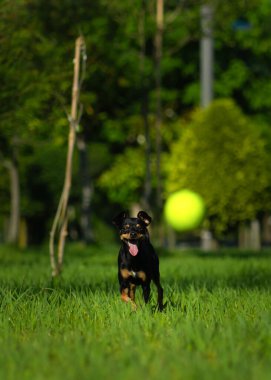 Güneşli bir günde, mutlu siyah bir oyuncak teriyer köpeğinin dili sarı bir top için çimlerin üzerinde koşuşunun yakın çekimi. Dikey fotoğraf