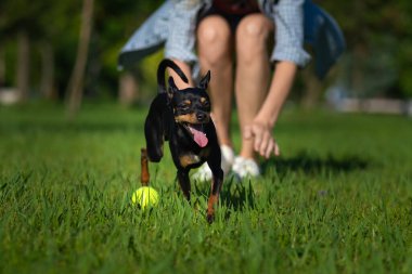 Genç bir kadının ince, bulanık bacaklarının arka planında sarı bir topun peşinden koşan siyah bir oyuncak teriyerinin yakın çekimi. Parkta evcil hayvanlarla oyunlar