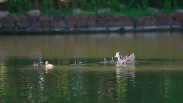 野生鸭与小鸭在石灰湖中游泳的慢镜头 — 图库视频影像