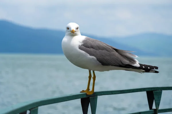 一只美丽的海鸥的特写镜头 它坐在金属栏杆上 在湖山的背景下看着摄像机 — 图库照片