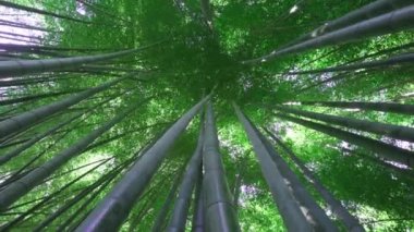 Yenilenebilir enerji kaynağı olarak kullanılan doğal bambu ormanlarının kamera dönüşüyle ve çeşitli çevre dostu yeşil ürünlerle dibe vuruyoruz. Bambu ormanda yetişiyor.