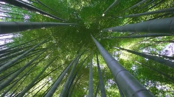 Vue Bas Haut Avec Rotation Caméra Forêt Bambous Pittoresque Utilisée — Video