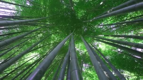 再生可能な持続可能なエネルギー源やさまざまな種類の環境に優しいグリーン製品として使用される風光明媚な竹林のカメラ回転を備えたボトムアップビュー ジャングルで育つ竹 — ストック動画