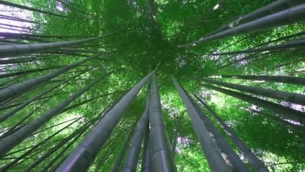 Vue Bas Haut Avec Rotation Caméra Forêt Bambous Pittoresque Utilisée — Video