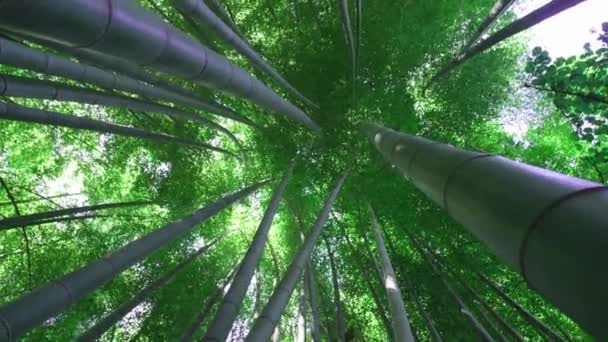 Pandangan Bawah Dengan Kamera Rotasi Hutan Bambu Indah Yang Digunakan — Stok Video