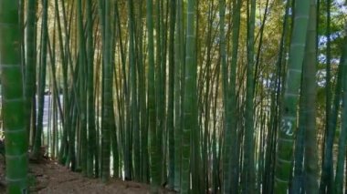 Yenilenebilir enerji kaynağı olarak kullanılan doğal bambu ormanı ve çeşitli çevre dostu yeşil ürünler. Bambu ormanda yetişiyor.