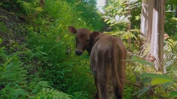 幼小可爱的小牛宝宝在森林里 特写与绿草为背景 他在畜群附近吃草 可爱的小动物 — 图库视频影像