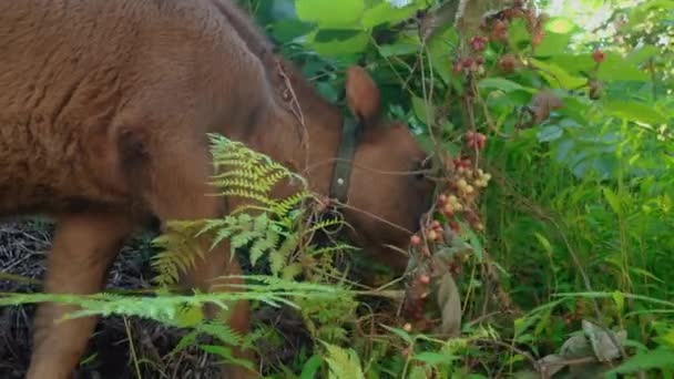森の中の若いかわいい赤ん坊の牛の雌牛は 背景に緑の草と近づいています 彼は群れのそばで草を食べている かわいい小さな動物たち ベリーを食べる — ストック動画