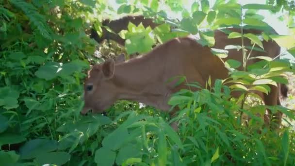 森の中の若いかわいい赤ん坊の牛の雌牛は 背景に緑の草と近づいています 彼は群れのそばで草を食べている かわいい小さな動物 — ストック動画