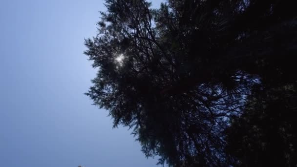 Навес Высоких Деревьев Обрамляющих Чистое Голубое Небо Сияющим Солнцем Перемещение — стоковое видео