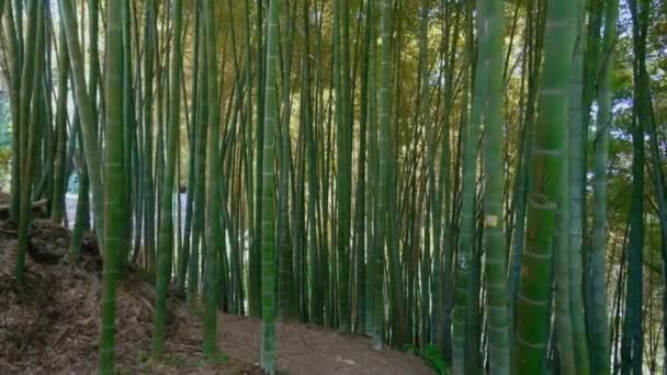Type Forêt Bambous Pittoresque Utilisée Comme Source Énergie Renouvelable Durable — Video