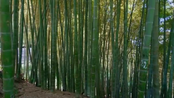 Tipo Foresta Bambù Scenico Utilizzato Come Fonte Energia Sostenibile Rinnovabile — Video Stock