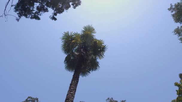 Koruny Vysokých Stromů Rámují Jasně Modrou Oblohu Přes Kterou Svítí — Stock video