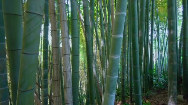 Вид Живописных Бамбуковых Лесов Используемых Качестве Возобновляемых Источников Устойчивой Энергии — стоковое видео
