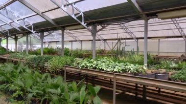 Serada orkide yetiştirmek için sera ve botanik bahçesi için diğer egzotik bitkiler düzenlendi. Çeşitli saksılar ve diğer bahçe aletleri var..