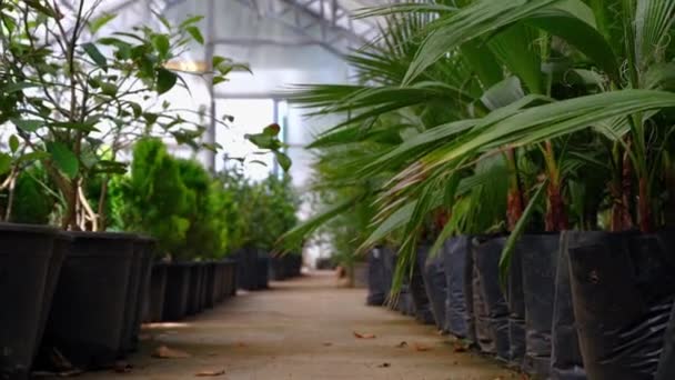 温室は 植物園のための果樹園や他のエキゾチックな植物の栽培のための温室の作業室として配置されました さまざまな植物の鍋および他の庭の道具があります — ストック動画