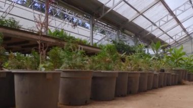 Serada orkide yetiştirmek için sera ve botanik bahçesi için diğer egzotik bitkiler düzenlendi. Çeşitli saksılar ve diğer bahçe aletleri var..