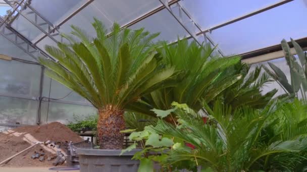 温室は 植物園のための果樹園や他のエキゾチックな植物の栽培のための温室の作業室として配置されました さまざまな植物の鍋および他の庭の道具があります — ストック動画