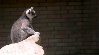 Zooprak 'ta halka kuyruklu lemur (Lemur catta in aviary). Etrafa bakıyorum. Yakın plan portre.