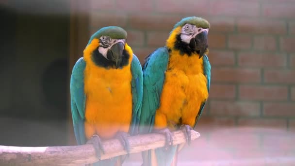 两只长尾鹦鹉 羽毛色彩艳丽 麦考鸟特写 金刚鹦鹉的蓝色和黄色肖像 动物园里有砖墙背景 背景模糊的软焦点 — 图库视频影像