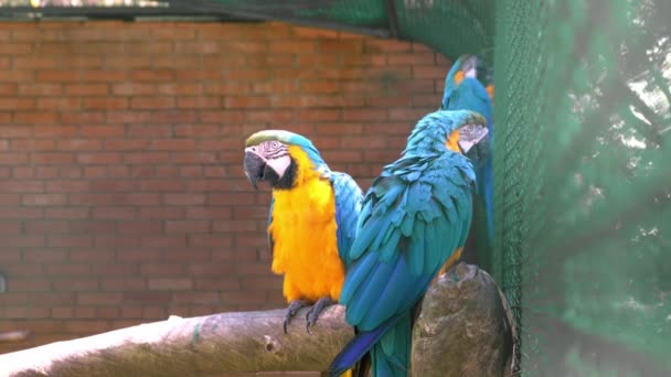Twee Langstaartpapegaai Met Kleurrijke Veren Macaw Vogel Close Blauw Geel — Stockvideo