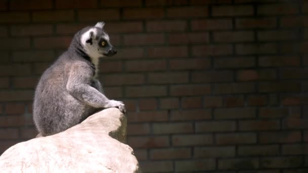 Lemur Białogłowy Lemur Catta Aviary Zoopraku Rozglądam Się Portret Bliska — Wideo stockowe