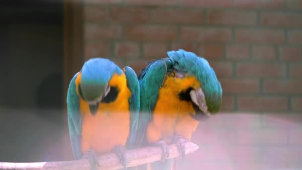 カラフルな羽を持つ2本の長尾のマカオパロット マカオの鳥が閉じている マカオパロットの青と黄色の肖像画 動物園のレンガの壁の背景があります バックグラウンドで柔らかいフォーカス キッシング — ストック動画