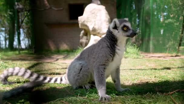 Lêmure Cauda Anelada Lemur Catta Aviary Zooprak Olhando Volta Retrato — Vídeo de Stock