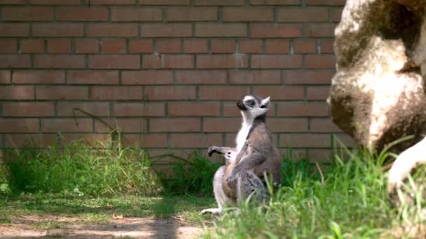 Yüzük Kuyruklu Anne Lemur Lemur Catta Yavrusunu Karnında Taşır Tuğla — Stok video