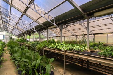 Çiçekleri ve bitkileri olan bir sera..