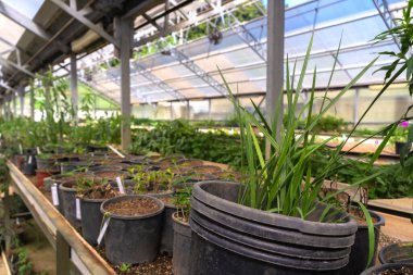 Çiçekleri ve bitkileri olan bir sera..