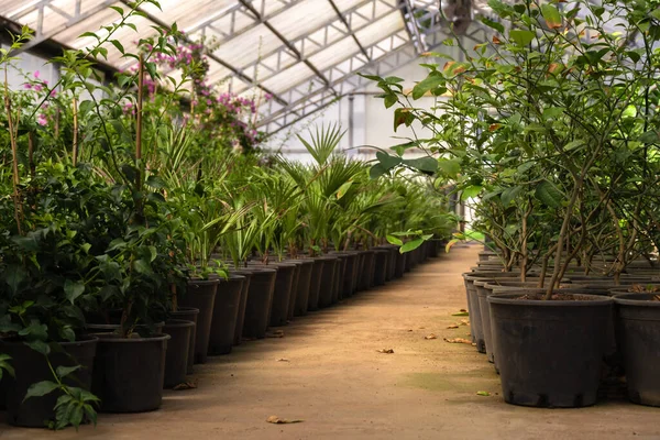 Üvegház Különböző Zöld Növények Bokrok — Stock Fotó
