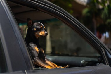 Güneşli bir günde siyah bir oyuncak teriyerin karanlık bir arabanın ön yolcu penceresinden dışarı baktığı yakın plan. Komik köpek arabanın camından dışarı bakar..