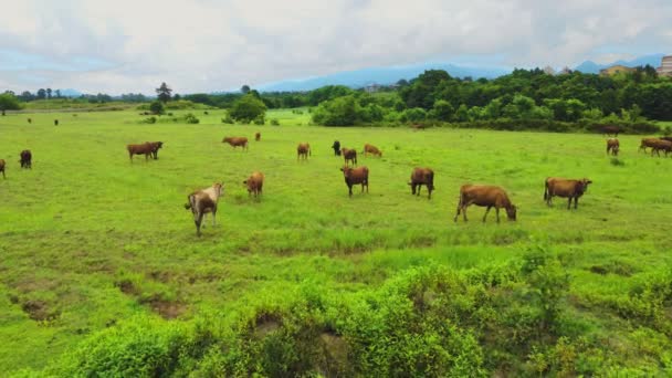 牧草地で放牧する牛の群れ ドローンからの最高の眺め 草原で これらの牛は乳製品の生産のために一般的に使用されます ジョージア州 — ストック動画