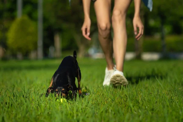 Primer Plano Toy Terrier Negro Agarra Una Bola Amarilla Hierba — Foto de Stock