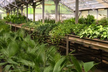 Çeşitli yeşil bitkileri ve çalıları olan bir sera.