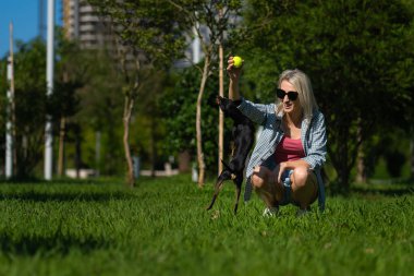 Güneş gözlüklü, şortlu, tişörtlü, sırıtan sarışın genç bir kadın parktaki çimlerin üzerindeki oyuncak bir teriyere sarı bir top fırlatıyor. Dışarıda evcil bir hayvanla oynuyor.