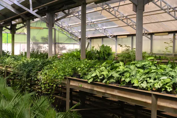 Greenhouse Variety Green Plants Bushes — Stock Photo, Image