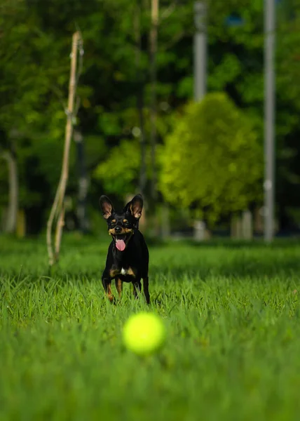 Close-up of a happy black Toy Terrier dog running across the grass with his tongue out for a yellow ball on a sunny day. Vertical photo