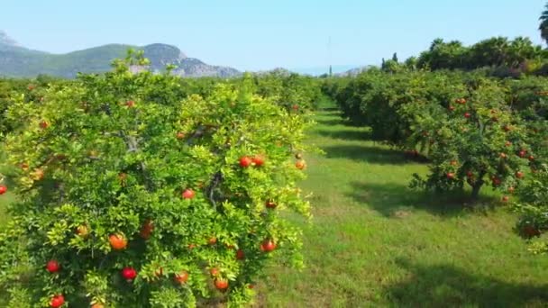 Olgun Nar Bahçedeki Ağaçların Dallarında Dağ Vadisinin Arka Planında Meyve — Stok video