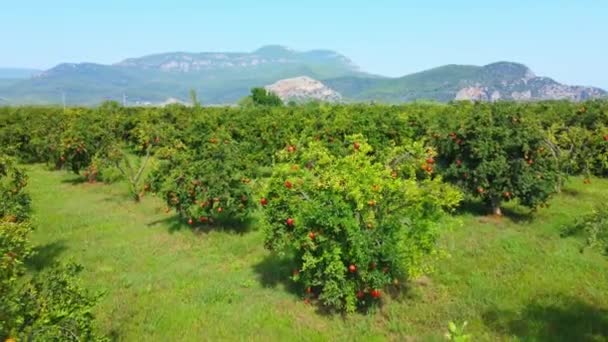 Rijpe Granaatappel Draagt Vruchten Takken Van Bomen Tuin Tegen Achtergrond — Stockvideo